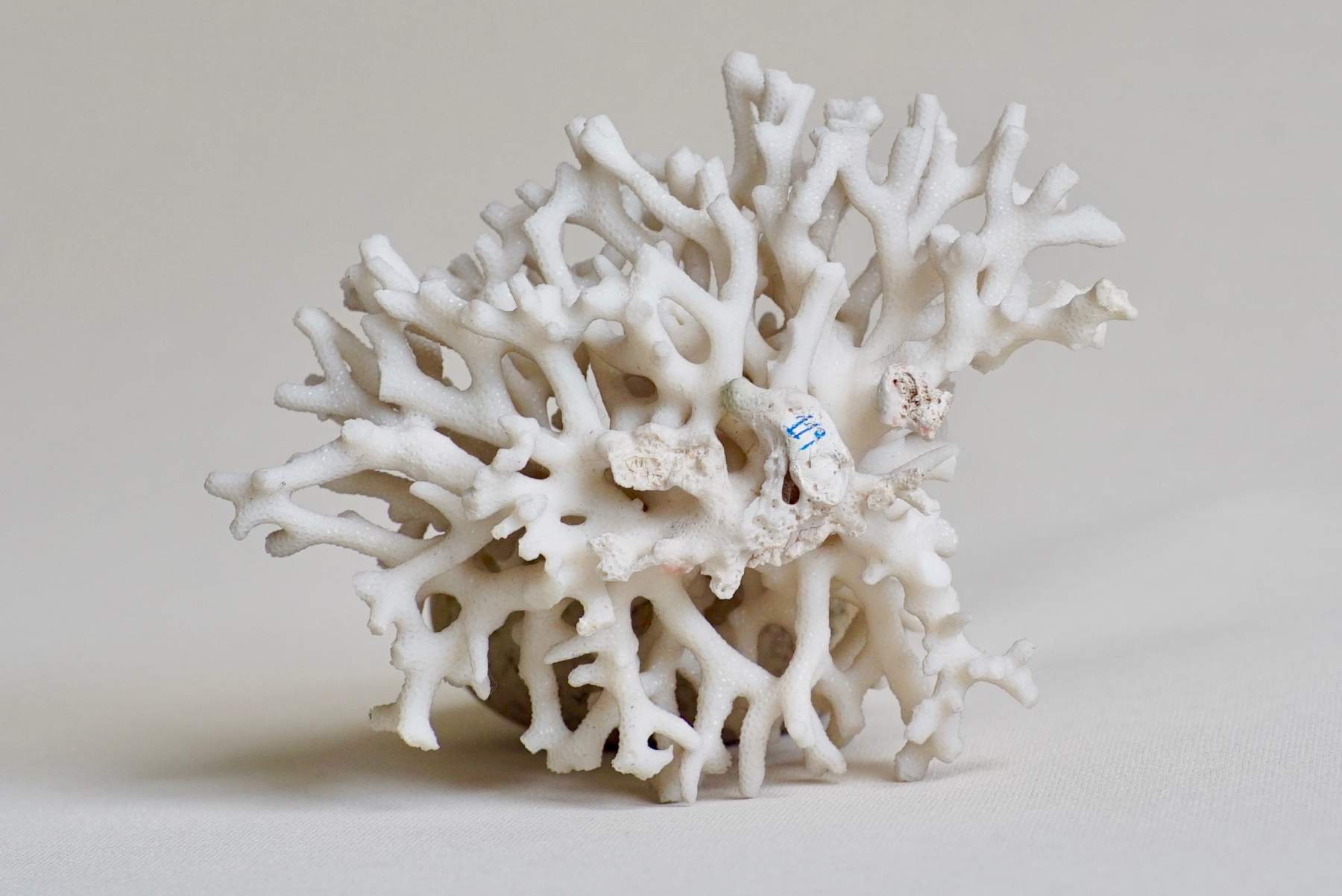 We love the shapes this coral specimen created.