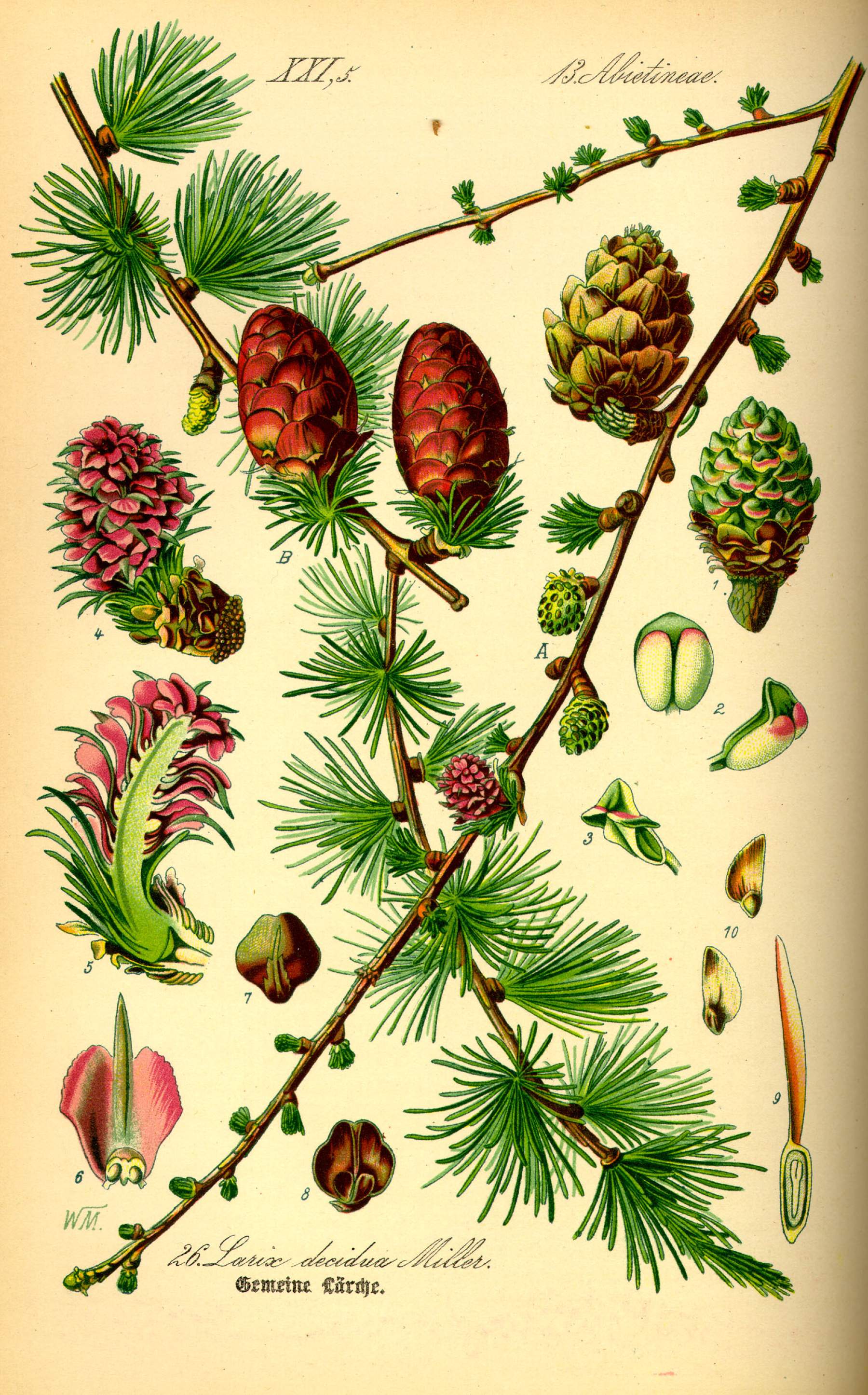 European larch morphology features from book: Prof. Dr. Otto Wilhelm Thomé Flora von Deutschland, Österreich und der Schweiz, 1885, Gera, Germany.